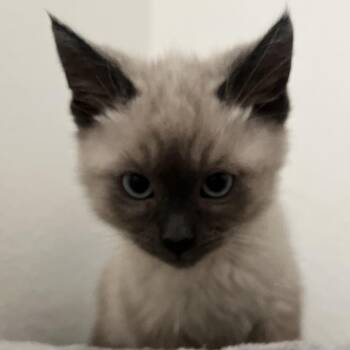 Kapono -  Siamese Cat for Adoption in Santa Ana, California - Kapono | PetCurious