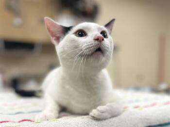 Domestic Short Hair Cats Available for Adoption - JERSEY | PetCurious