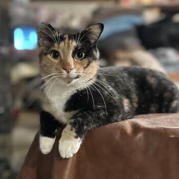 Mariah -  Domestic Short Hair Cat for Adoption in Suffolk, Virginia - Mariah | PetCurious