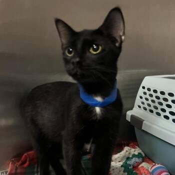 Duffy -  Domestic Short Hair Cat for Adoption in Fairport, New York - Duffy | PetCurious