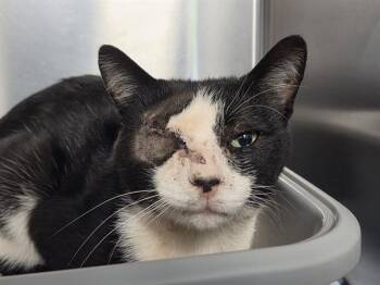 WILLY -  Domestic Short Hair Cat for Adoption in Kent, Washington - WILLY | PetCurious