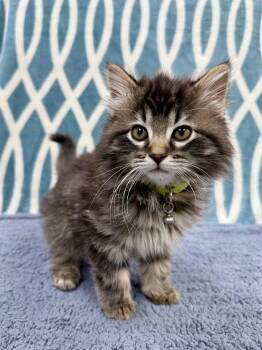 Domestic Long Hair Cats Available for Adoption - Chocolate | PetCurious