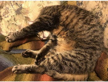 Rescue Tabby Cats for Adoption in Delran, New Jersey - Scruffy | PetCurious