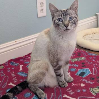 Siamese Cats Available for Adoption in San Juan Capistrano, California - Violet  | PetCurious