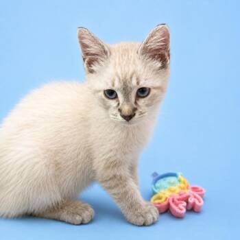 Blanco -  Siamese and Domestic Medium Hair Cat for Adoption in Charlotte, North Carolina - Blanco | PetCurious
