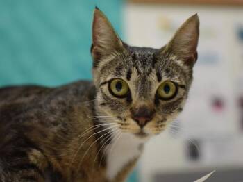 Lil Bit -  Domestic Short Hair Cat for Adoption in Portland, Oregon - Lil Bit | PetCurious