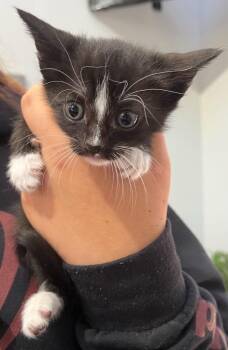 Domestic Short Hair Cats Available for Adoption in Richland Hills, Texas - Licorice | PetCurious