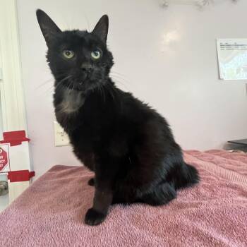 Bear -  Manx Cat for Adoption in Salisbury, Massachusetts - Bear | PetCurious