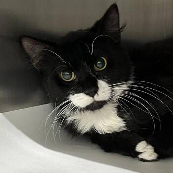 Batman -  Domestic Long Hair Cat for Adoption in Corbin, Kentucky - Batman | PetCurious