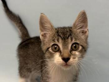 Snorkle -  Domestic Short Hair Cat for Adoption in Woodbury, Minnesota - Snorkle | PetCurious