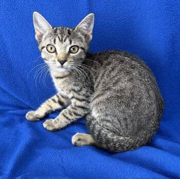 Maple -  Domestic Short Hair Cat for Adoption in Valdosta, Georgia - Maple | PetCurious