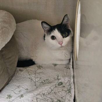 Nala -  Domestic Short Hair Cat for Adoption in Conway, New Hampshire - Nala | PetCurious
