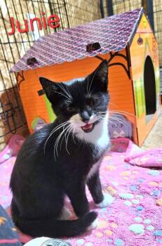 Rescue Tuxedo Cats for Adoption in Mount Pleasant, North Carolina - Junie | PetCurious