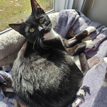 Rescue Domestic Short Hair Cats for Adoption in Lumberton, North Carolina - Moonpie | PetCurious