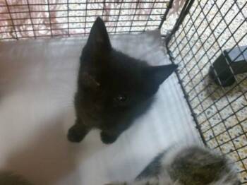 EMERY -  Domestic Short Hair Cat for Adoption in Doral, Florida - EMERY | PetCurious