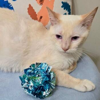 Thomas -  Siamese Cat for Adoption in Gastonia, North Carolina - Thomas | PetCurious