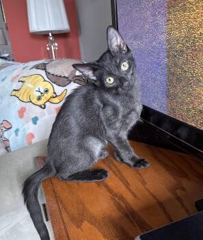 EllyMay -  Domestic Short Hair Cat for Adoption in Walled Lake, Michigan - EllyMay | PetCurious