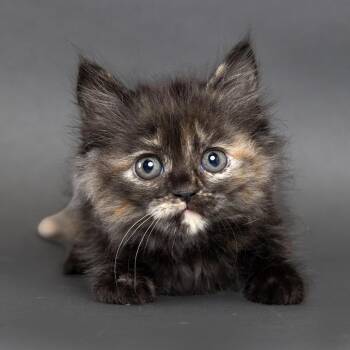 Terramycin -  Domestic Short Hair Cat for Adoption in Franklin, Tennessee - Terramycin | PetCurious
