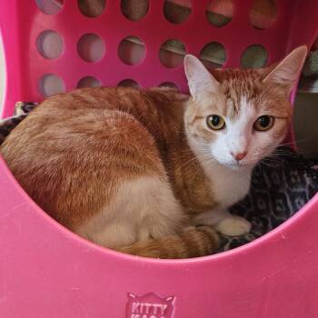 Domestic Short Hair Cats Available for Adoption - Mooser | PetCurious
