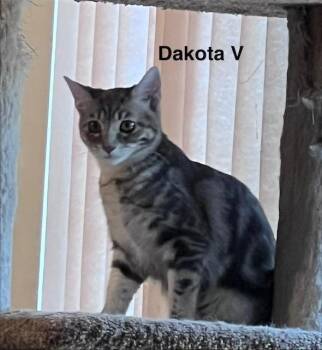 Dakota V -  Domestic Medium Hair Cat for Adoption in Sacramento, California - Dakota V | PetCurious