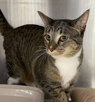 Duckie (was The Duck) -  Domestic Short Hair Cat for Adoption in Ferndale, Michigan - Duckie (was The Duck) | PetCurious