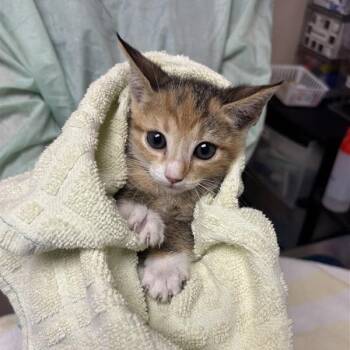 Bango -  Domestic Short Hair Cat for Adoption in Tempe, Arizona - Bango | PetCurious
