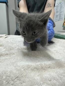 Domestic Short Hair Cats Available for Adoption in Sacramento, California - Cinnamon Roll | PetCurious