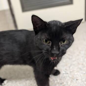 McCarthy -  Domestic Short Hair Cat for Adoption in Detroit Lakes, Minnesota - McCarthy | PetCurious