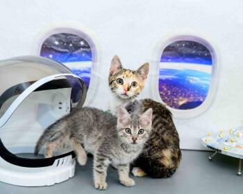 Violet & Dash (Bonded Pair) -  Domestic Short Hair and Calico Cat for Adoption in Jefferson, Louisiana - Violet & Dash (Bonded Pair) | PetCurious