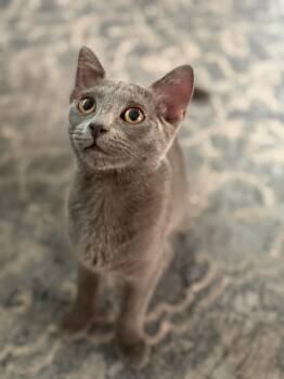 Hiccup -  Domestic Short Hair Cat for Adoption in Honeoye, New York - Hiccup | PetCurious