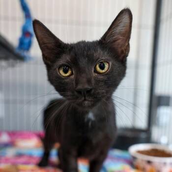 Cartoon Network -  Domestic Short Hair Cat for Adoption in Bradenton, Florida - Cartoon Network | PetCurious