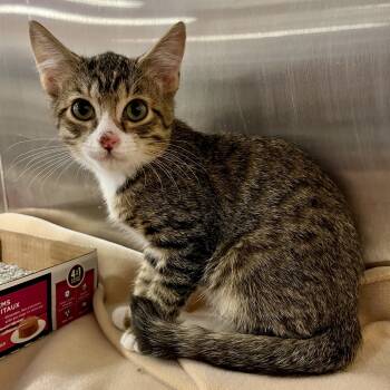 Rescue Domestic Short Hair Cats for Adoption in Knoxville, Tennessee - Freckles | PetCurious