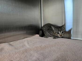 Domestic Short Hair Cats Available for Adoption in Antioch, California - SUMMERFIELD | PetCurious