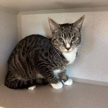 Domestic Short Hair Cats Available for Adoption - Pablo | PetCurious