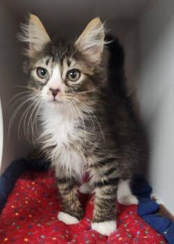 Winston -  Domestic Medium Hair Cat for Adoption in Walnutport, Pennsylvania - Winston | PetCurious