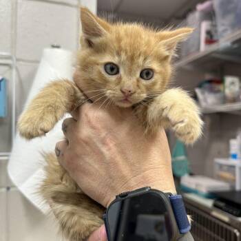 Tang -  Domestic Short Hair Cat for Adoption in Huntsville, Alabama - Tang | PetCurious