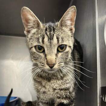 Oak -  Domestic Short Hair Cat for Adoption in Idaho Falls, Idaho - Oak | PetCurious