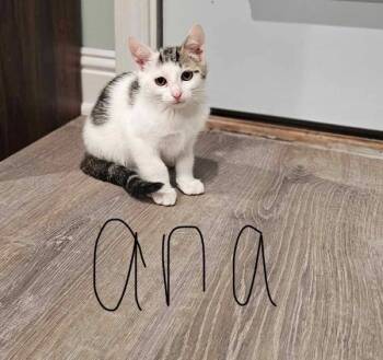 Rescue Domestic Short Hair Cats for Adoption in Morristown, Tennessee - Ana | PetCurious