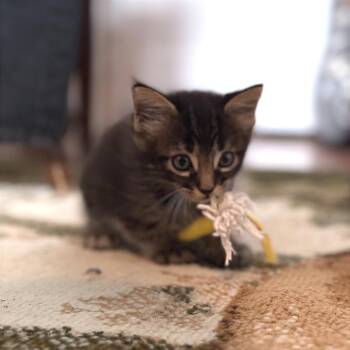 Amazon Rainforest 23 -  Domestic Short Hair Cat for Adoption in Austin, Texas - Amazon Rainforest 23 | PetCurious