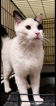 Domestic Short Hair Cats Available for Adoption in Greenville, Delaware - Barry (FCID# 04/10/2026 - 105) Willow Grove | PetCurious