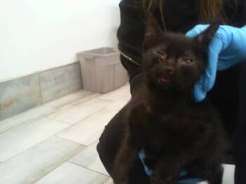 Domestic Short Hair Cats Available for Adoption in Charlotte, North Carolina - A1264177 | PetCurious
