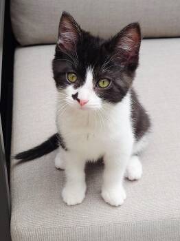 Gurathin and Rin -  Domestic Short Hair Cat for Adoption in Seattle, Washington - Gurathin And Rin | PetCurious