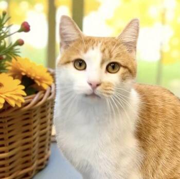 Rescue Domestic Short Hair Cats for Adoption in Perry, Iowa - Pumpkin | PetCurious