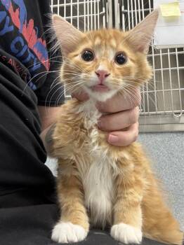SPORTY SPICE -  Domestic Short Hair Cat for Adoption in Indianapolis, Indiana - SPORTY SPICE | PetCurious