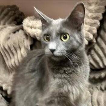 Ash -  Domestic Long Hair Cat for Adoption in Green Valley, Arizona - Ash | PetCurious
