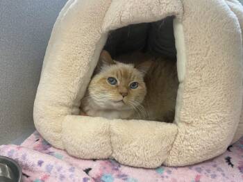 Bay -  Domestic Short Hair Cat Available for Adoption in Trenton, Maine - Bay | PetCurious
