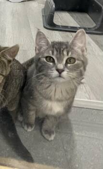 Domestic Short Hair Cats Available for Adoption - Bonesy | PetCurious