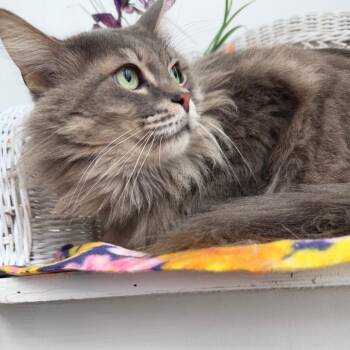 Bells Bells 55918 -  Domestic Long Hair Cat for Adoption in Eaton Rapids, Michigan - Bells Bells 55918 | PetCurious