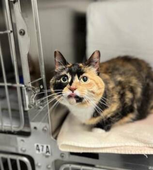 Domestic Short Hair Cats Available for Adoption in Montreal, Quebec - Maddie | PetCurious