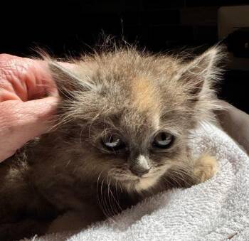 Wisp -  Domestic Long Hair Cat for Adoption in Leonardtown, Maryland - Wisp | PetCurious